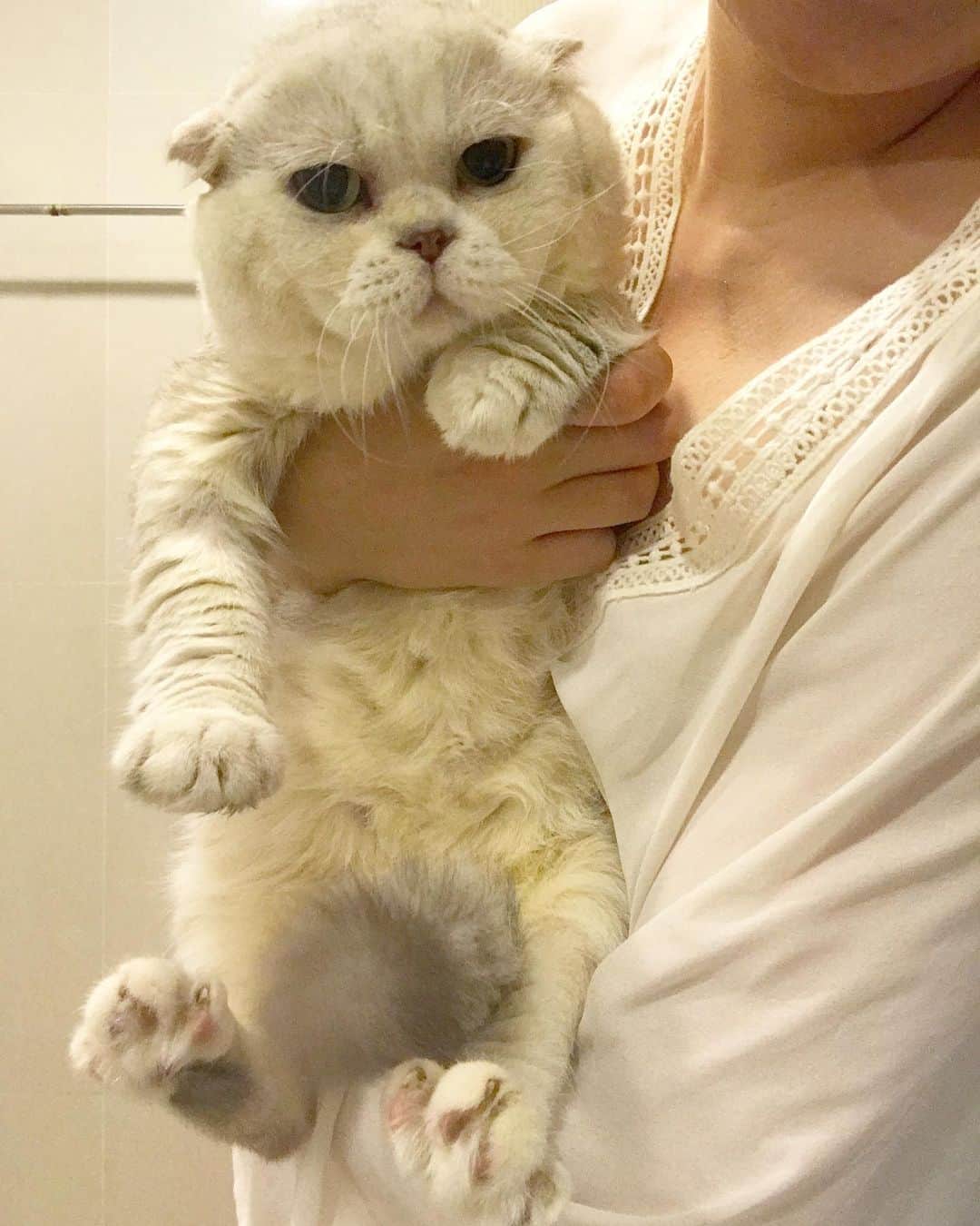 Haruのインスタグラム：「Baby Haru needs hugs. 💗 #haruthecat #น้องรุตัวเล็กชอบให้กอด #ร้องให้อุ้ม #ตัวเล็กกกก」