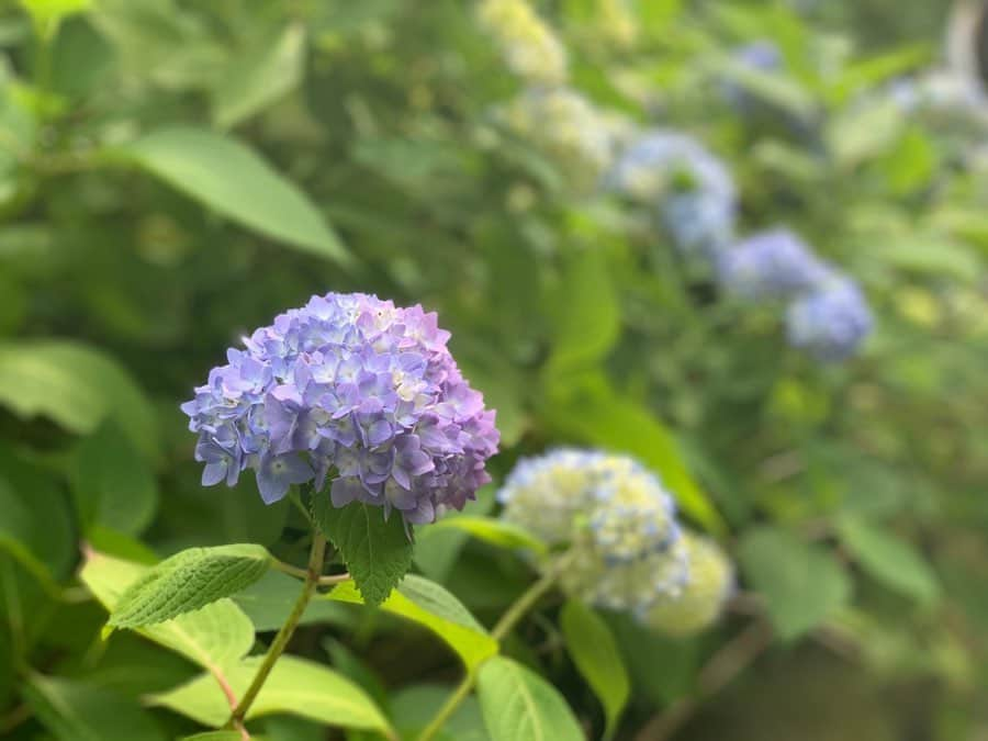 岩本恵美加さんのインスタグラム写真 - (岩本恵美加Instagram)「❁.*･ﾟ * 鎌倉の紫陽花☺️ 咲き始めだったけど綺麗だった♡ ㅤㅤ 満開はもっと素敵なんだろうなぁ✨ 葉っぱ大きくてびっくり！ ㅤㅤ #鎌倉 #鎌倉観光 #鎌倉旅行 #紫陽花 #鎌倉紫陽花 #散歩 #プチ女子旅 #プチ旅行 #女子旅 #ファッション #コーデ #ヘアアレンジ #kamakura #kamakurajapan #hydrangea #hydrangeas #flower #instagood #instahair #instafashion #hairstyle #outfit #ootd #code #fashion」6月3日 20時10分 - emk_iwmt