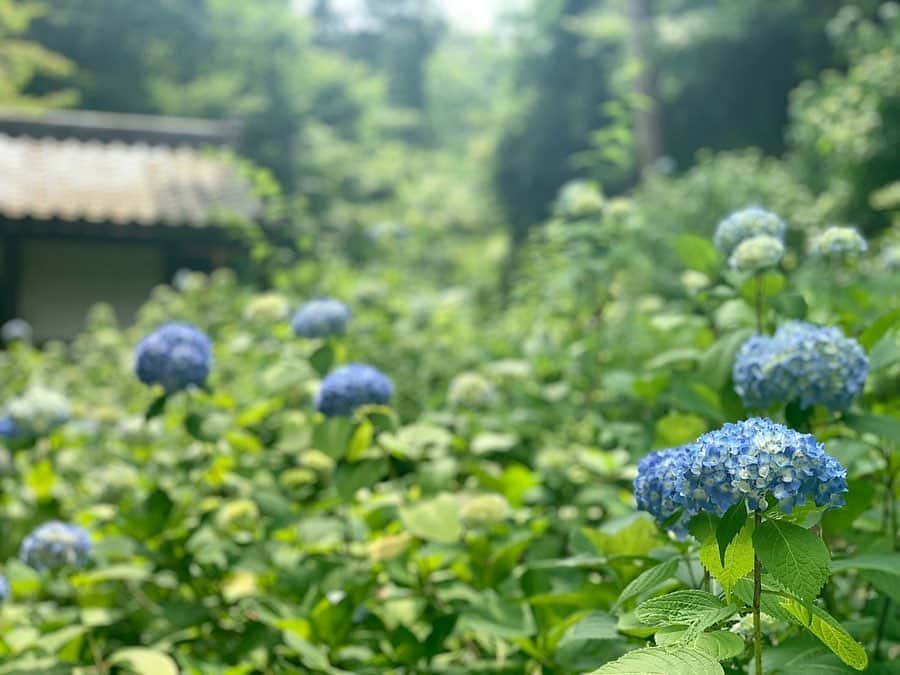 岩本恵美加さんのインスタグラム写真 - (岩本恵美加Instagram)「❁.*･ﾟ * 鎌倉の紫陽花☺️ 咲き始めだったけど綺麗だった♡ ㅤㅤ 満開はもっと素敵なんだろうなぁ✨ 葉っぱ大きくてびっくり！ ㅤㅤ #鎌倉 #鎌倉観光 #鎌倉旅行 #紫陽花 #鎌倉紫陽花 #散歩 #プチ女子旅 #プチ旅行 #女子旅 #ファッション #コーデ #ヘアアレンジ #kamakura #kamakurajapan #hydrangea #hydrangeas #flower #instagood #instahair #instafashion #hairstyle #outfit #ootd #code #fashion」6月3日 20時10分 - emk_iwmt