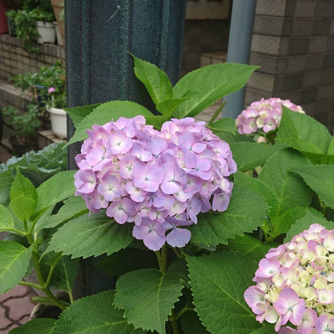 七海ひろこさんのインスタグラム写真 - (七海ひろこInstagram)「あっ、ハートに見える紫陽花みーつけた。大田区内の商店街にて。紫陽花の咲き始める頃に逝かれたあなたの強く優しい心を思って。。 #ハート型 #紫陽花 #あじさい #アジサイ #紫陽花の季節 #花が好き #ありがとうございました」6月3日 20時19分 - nanamihiroko_