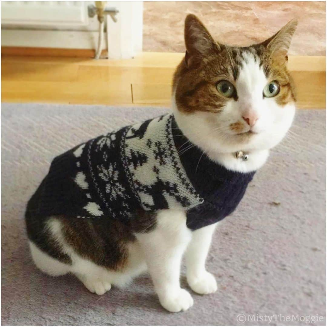 Misty The Moggieさんのインスタグラム写真 - (Misty The MoggieInstagram)「The winds picked up the other day so Misty pulled out her old jumper 😂」6月3日 20時27分 - mistythemoggie