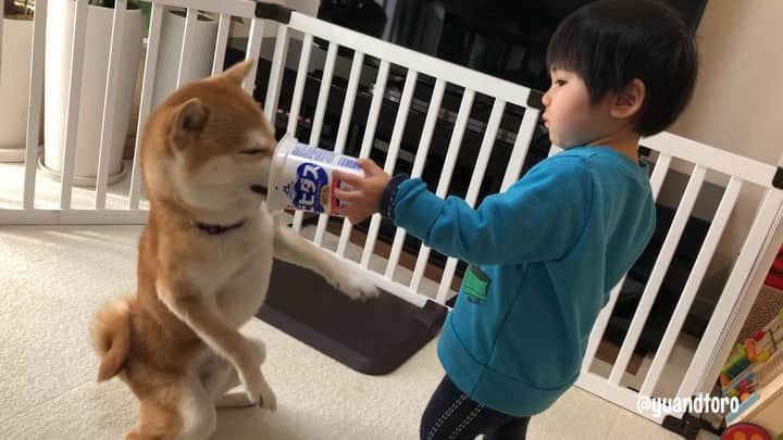 のインスタグラム：「. Yu" It’s hard for me to eat a Yoghurt💦 " . #今年の2月の動画 #ゆうが食べにくそうに立っちしてる #最近はちゃんとゆうの食べやすい高さであげてくれます #ゆうは今週日曜で4歳なるよ😆」