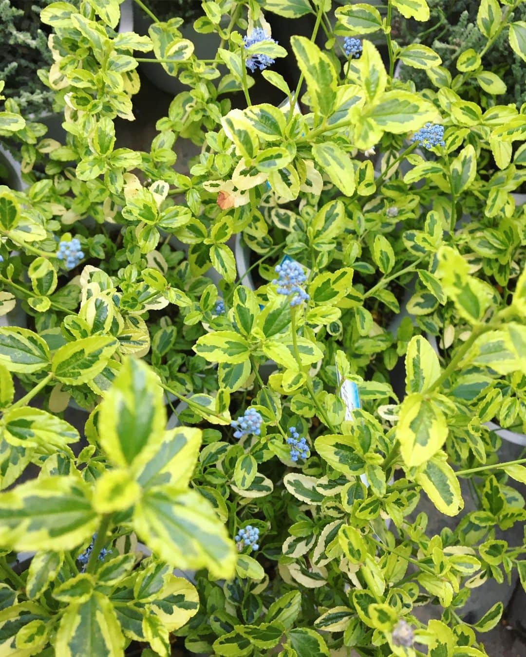 MILLE ECLAT.のグルメインスタ