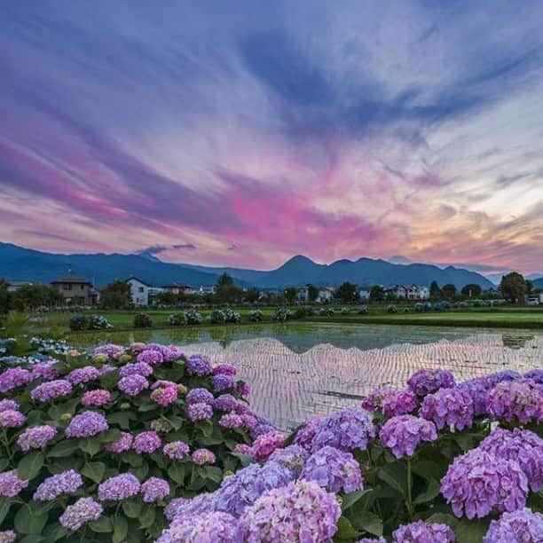 のインスタグラム：「広々とした田園に沿って鮮やかな紫陽花が咲く神奈川県の“開成あじさいの里”は、都心では見ることができない風景を楽しむことができます。シャングリ・ラ ホテル 東京より約1.5時間の距離です。今週末は6月9日まで開催中の開成町あじさいまつりに行ってみてはいかがでしょうか。@visitjapanjp  Enjoy the scenery in Ajisai Park in Kanagawa Prefecture, where vivid hydrangea bloom across the open countryside. The park is approximately 1.5 hours from Shangri-La Hotel, Tokyo and until June 9th, the Kaiseicho Ajisa Festival is currently being held - making it a perfect time to visit! @visitjapanjp ___________________ #シャングリラ東京 #東京 #銀座 #丸の内 #東京ホテル #ラクジュアリーホテル #紫陽花 #shangrila #shangrilatokyo #Tokyo #Marunouchi #Ginza #LuxuryHotel #TokyoHotel #hydrangea」