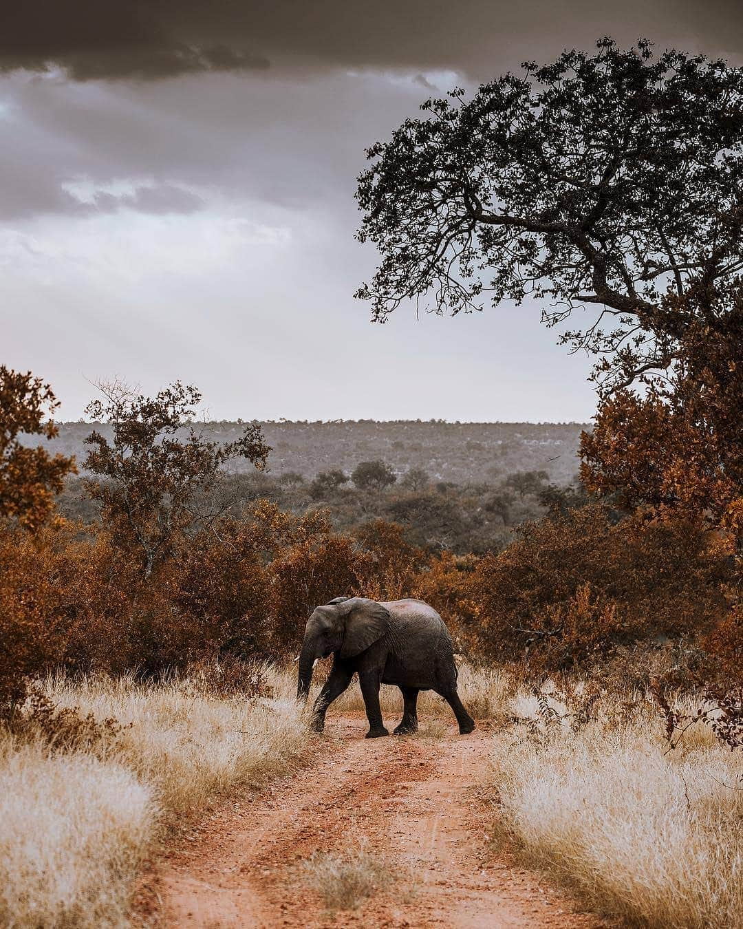 BEAUTIFUL DESTINATIONSさんのインスタグラム写真 - (BEAUTIFUL DESTINATIONSInstagram)「“You cannot get through a single day without having an impact on the world around you. What you do makes a difference, and you have to decide what kind of difference you want to make...” – Jane Goodall. ✨🐘🌿🌎 @helloemilie reminds us of the importance of protecting wildlife habitats after her visit to Kruger National Park in South Africa. (📷: @helloemilie 📍: Kruger National Park, South Africa)」6月3日 21時03分 - beautifuldestinations