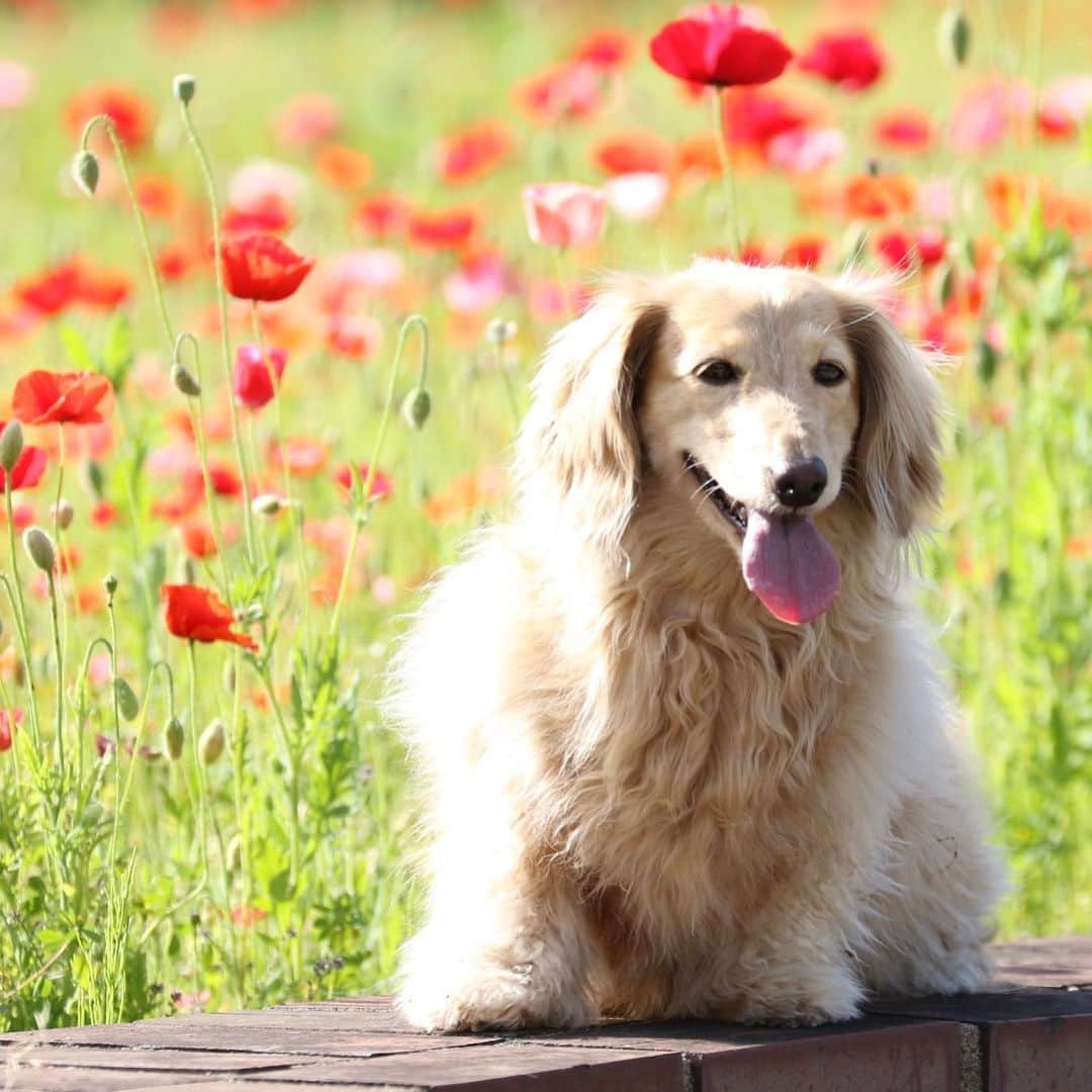 ハッチ＆ニコのインスタグラム：「🐶🌺#ポピー #poppy #カメラ嫌い同好会 #pecoいぬ部 #犬の生活が第一 #癒しわんこ #dachshund #犬バカ部 #短足部 #ふわもこ部 #tokyocameraclub #東京カメラ部」