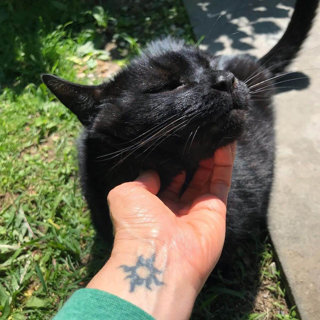 セルジオさんのインスタグラム写真 - (セルジオInstagram)「I love me some catio chin scratches and cat mom cuddles in the sunshine! ☀️ . . Second photo is a tiny Monkey in the background eating all the weeds which will surely result in this -> 🤮 . . #sweetbean #beanie #mamasboy #chinscratches #spoiledcat #happycat #happycatclub #catmom #catmomlife #blackcats #blackcatsofinstagram #rescuecat #whorescuedwho #whosavedwho #igcats #igkitty #cutecats #cutekitty #myfurbaby #catio #catsonleashes #inthesunshine #catsofig #cuddlebug #lapcat #sweetcat #sweetcatclub」6月4日 8時03分 - monkandbean