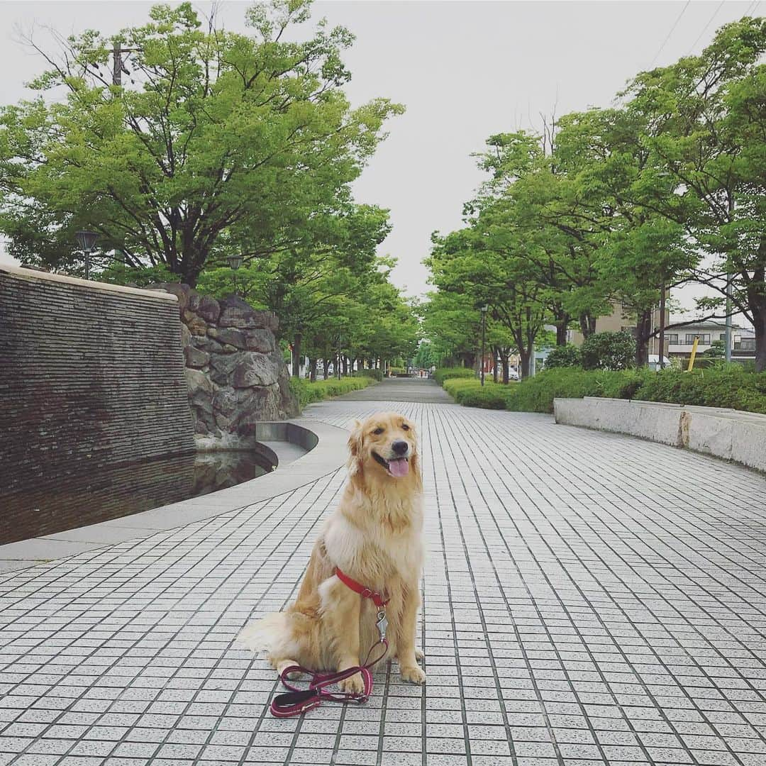 ikumiさんのインスタグラム写真 - (ikumiInstagram)「* *  6/4/2019⛅️ . 曇り空でスタート！ Viviと朝からトイレの根比べで負けてしまった💦 ほぼお家でトイレしてくれるようになってるけど… 外ばっかりになると ベティの様に外オンリーになりそうだからね！ どちらも出来る感じだけど、 気を許せない時期〜😆 . そして、お散歩中 私の方がお腹痛くなってUターン😂 結局今朝は3キロコースで終了！ * * #goldenretriever#golden#retriever#犬バカ部#ふわもこ部#大型犬のいる暮らし#ぴーすっ子#遊歩道散歩#2019年6月」6月4日 7時58分 - ikumi.betty_jupiter