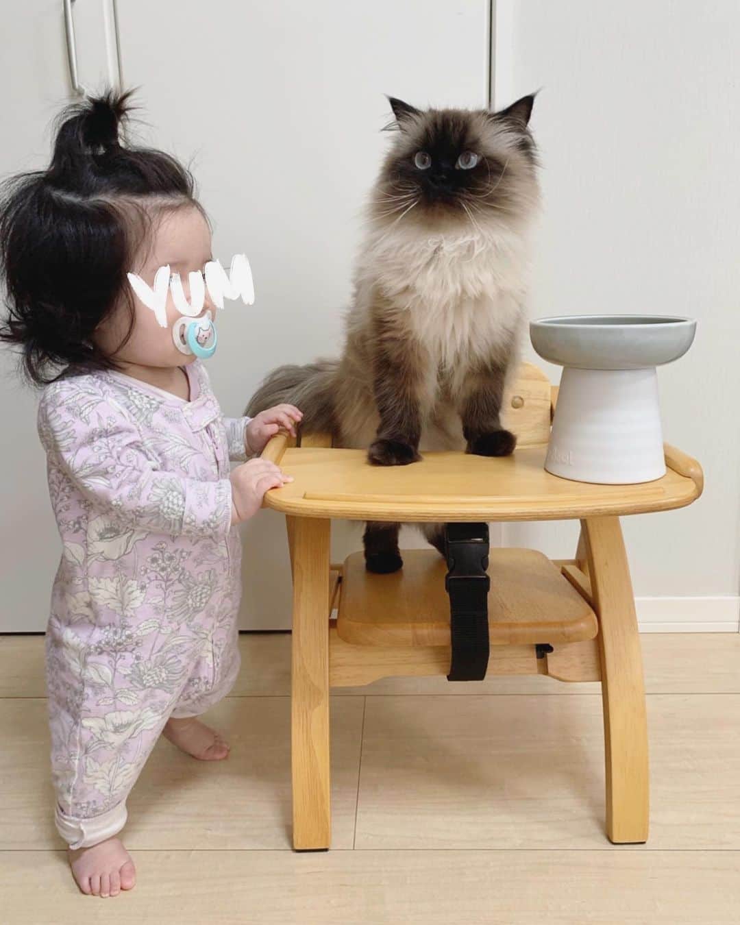 plumeさんのインスタグラム写真 - (plumeInstagram)「パパのお姉ちゃんからもらったベビーチェア💛  やっぱり1番に試すのはお姉ちゃんのプリュムで👧🏼👍🏽 妹は座るより立つ事のが大好きで、とにかく椅子が苦手😂💦ww ママとしては座って欲しいんだけどな🙊💭 (よく考えたらぷんも椅子の上に立ってるな🤣💓) . . . . . . . #プリュムのいる生活 #猫のいる暮らし  #ヒマラヤン  #赤ちゃんと猫  #ふわもこ部  #ヒマラニャンズ  #猫  #ねこ  #赤ちゃんのいる生活  #ふわふわ #もふもふ #ベビーグッズ #ママタス #8ヶ月  #cateye #🐈 #고양이  #kucing  #Кот  #ilovecats  #sealpoint  #himalayancat  #catsofinstagram #catloversclub  #bestmeow  #bestcats_oftheworld  #weeklyfluff  #bestanimal #cutepetclub #grumpycat」6月4日 6時53分 - plumestagram