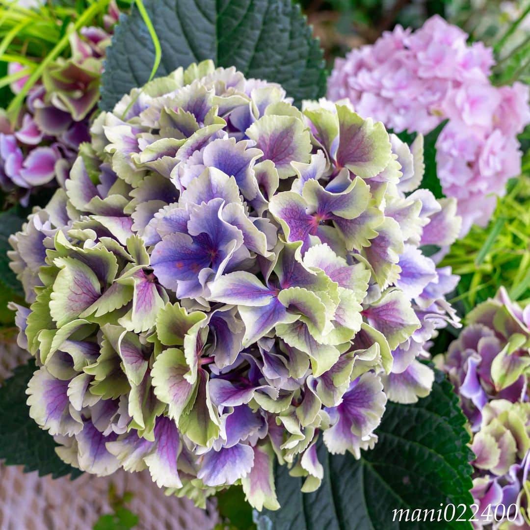 mani022400のグルメインスタ