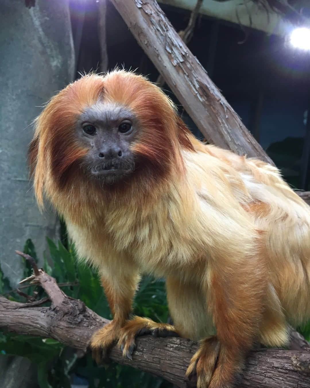 スミソニアン国立動物園さんのインスタグラム写真 - (スミソニアン国立動物園Instagram)「💔We are sad to share that our 12-year-old golden lion tamarin Mo died today,  June 3. Veterinarians started treating Mo a few weeks ago after they found an abnormality in his cranial abdomen. A recent ultrasound revealed an untreatable tumor invading his vena cava, a vein that carries blood to the heart. Due to his rapidly declining condition and poor prognosis, keepers and veterinarians made the difficult decision to humanely euthanize him.  Mo was born at the Zoo and was part of the free-ranging golden lion tamarin program in 2007. He lived with his twin Mara before being paired with his mate Izzy. He and Izzy had one infant, Carolina, who was born in 2018. Golden lion tamarins live in family groups, and Mo was an excellent and attentive dad. He helped care for Carolina after she was born and could often be seen carrying her around until she was old enough to start exploring on her own. Carolina often sought him out for comfort when she was startled, even when she was no longer dependent on him.  Mo and his sister Mara started a tradition of golden lion tamarins snuggling up for a nap with Vlad, a two-toed sloth who shares an enclosure with the monkeys. He would often curl up for a nap on Vlad or ride along while Vlad moved from branch to branch.  Visitors can still see Carolina and Izzy at the Small Mammal House. Izzy will be paired with a new mate when the Species Survival Plan matches her with one.  Golden lion tamarins are endangered and there are approximately 3,000 in the wild. One third of the tamarins living in the Atlantic coastal forest in Brazil are descended from golden lion tamarins born in zoos and released to the wild, including some from the National Zoo.」6月4日 6時59分 - smithsonianzoo