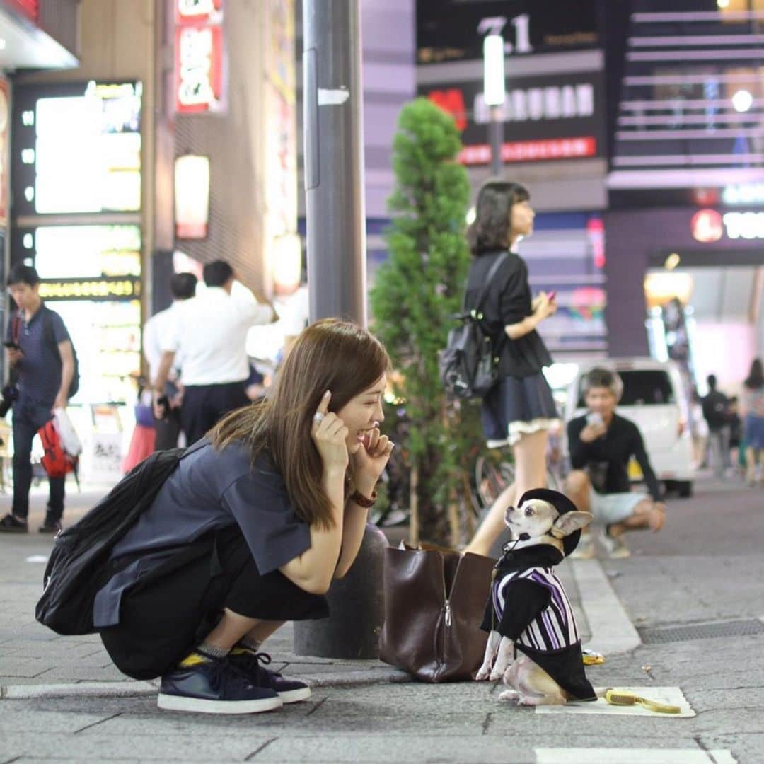 紋次郎さんのインスタグラム写真 - (紋次郎Instagram)「My friend akubi @ichiakub1  可愛すぎるあくちゃんと焼肉ランチ😊 ちっちゃくておとなしいあくちゃん、写真を撮ると不思議と前に出てくるのがたまらなく可愛い！😊🤣 ちなみに、静止画部門で一番いいねがあったのはあくちゃんママとのツーショット 二枚目 3枚目はこの日ベスト3にはいるお気に入り写真。  あくちゃんママともかれかれ7.8年のお付き合い。  #dog#dogstagram#instadog#chihuahua#barkbox#mydogiscutest#buzzfeed#dog_features#fluffypack#barkpack#dogsofinstaworld#dogsofinstagram#犬#チワワ#手作り#handmade#着物#fashion#紋次郎一家#チーム茶#ふわもこ部#igersjp#peco犬部#dogsofinstagram#dogfashion#excellent_dogs」6月4日 7時27分 - montjiro