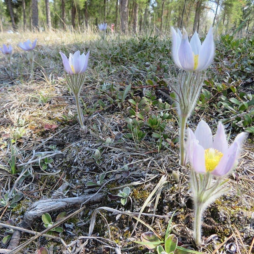 HyLifeporkTABLE代官山さんのインスタグラム写真 - (HyLifeporkTABLE代官山Instagram)「#HyLifePork #🇨🇦 はカナダの中央に位置するマニトバ州でこだわりをもって生産されています。 マニトバ州の州花（プレーリークロッカス）が咲き始めると夏はすぐそこ！というメッセージです。@inmarilynsgarden  #MadeInCanada #ProudtobeCanadian #クロッカス #花言葉は青春の喜び #HyLifepork #greatnature #canada #manitoba #instalancscape #beautifullandscape」6月4日 7時30分 - hylifepork