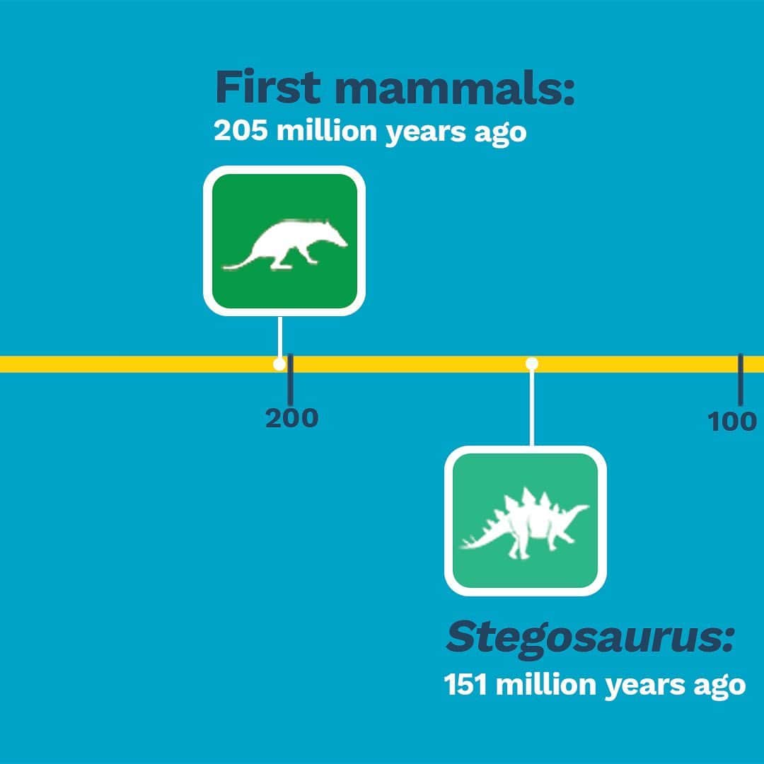 スミソニアン博物館さんのインスタグラム写真 - (スミソニアン博物館Instagram)「DYK humans are closer in time to the T. rex than T. rex is to Stegosaurus?  We're just a tiny part of #DeepTime. What is normally thought of as history is only a small fraction of Earth’s actual past. Earth’s history has played out over billions of years in what scientists call "Deep Time." @smithsoniannmnh's new #DeepTime fossil hall opens June 8. Get a sneak peek in our Instagram Story.」6月4日 7時32分 - smithsonian