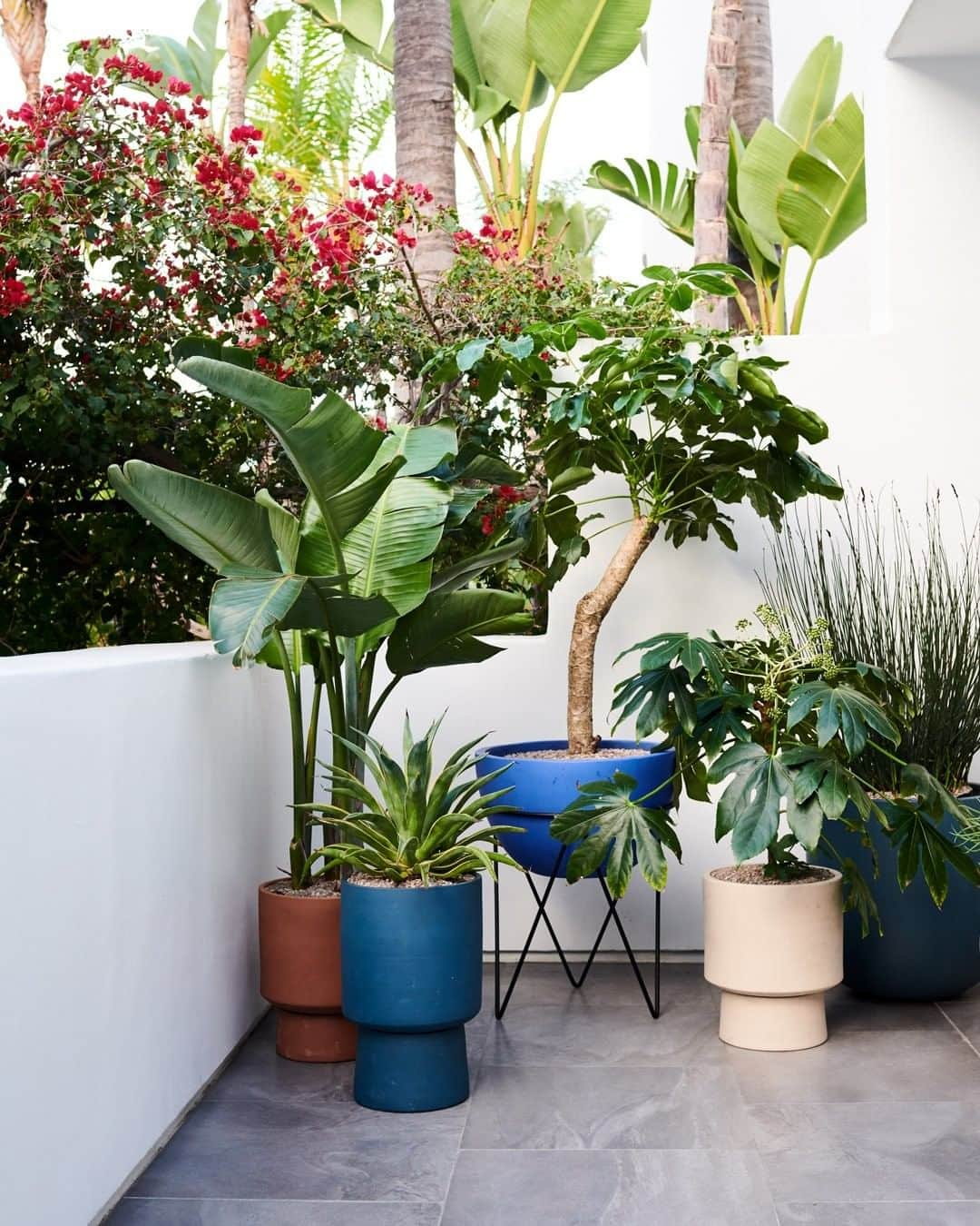 west elmさんのインスタグラム写真 - (west elmInstagram)「🌴🌵🌱 #squadgoals  #plantlife #summervibes #plantparent #urbanjungle #patioinspo」6月4日 7時55分 - westelm