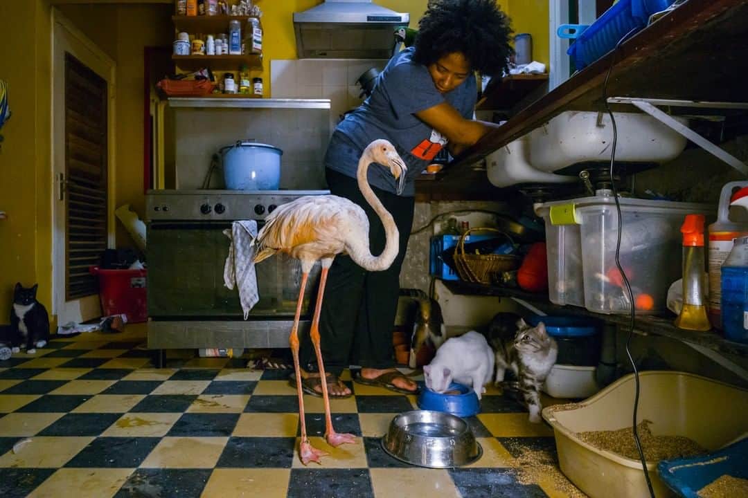 のインスタグラム：「Have you ever been woken up by a flamingo in your bedroom? For award-winning wildlife photographer, Jasper Doest (@jasperdoest), this is exactly how his project "Meet Bob" began. Find out more about this fascinating story in our latest blog post. (Link in bio)  #LeicaCamera #Leica #🔴📷 #Leicagram #LeicaM10 #LeicaBlog #TheLeicaLook #Leica_World #LeicaWorld #LeicaClub #LeicaSociety #Leicaphoto #ShootLeicaPro #LeicaNature #wildlifephotography #wildliferescue」