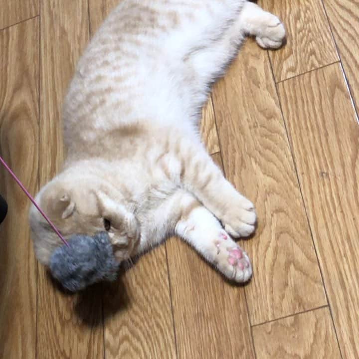 相馬有紀実のインスタグラム：「もへいさん。 遊び方、これでいいのかな（笑）！？ #猫 #ねこ  #すこてぃっしゅふぉーるど  #癒し #癒し動画  #もへい #遊ぶ #何か違う」