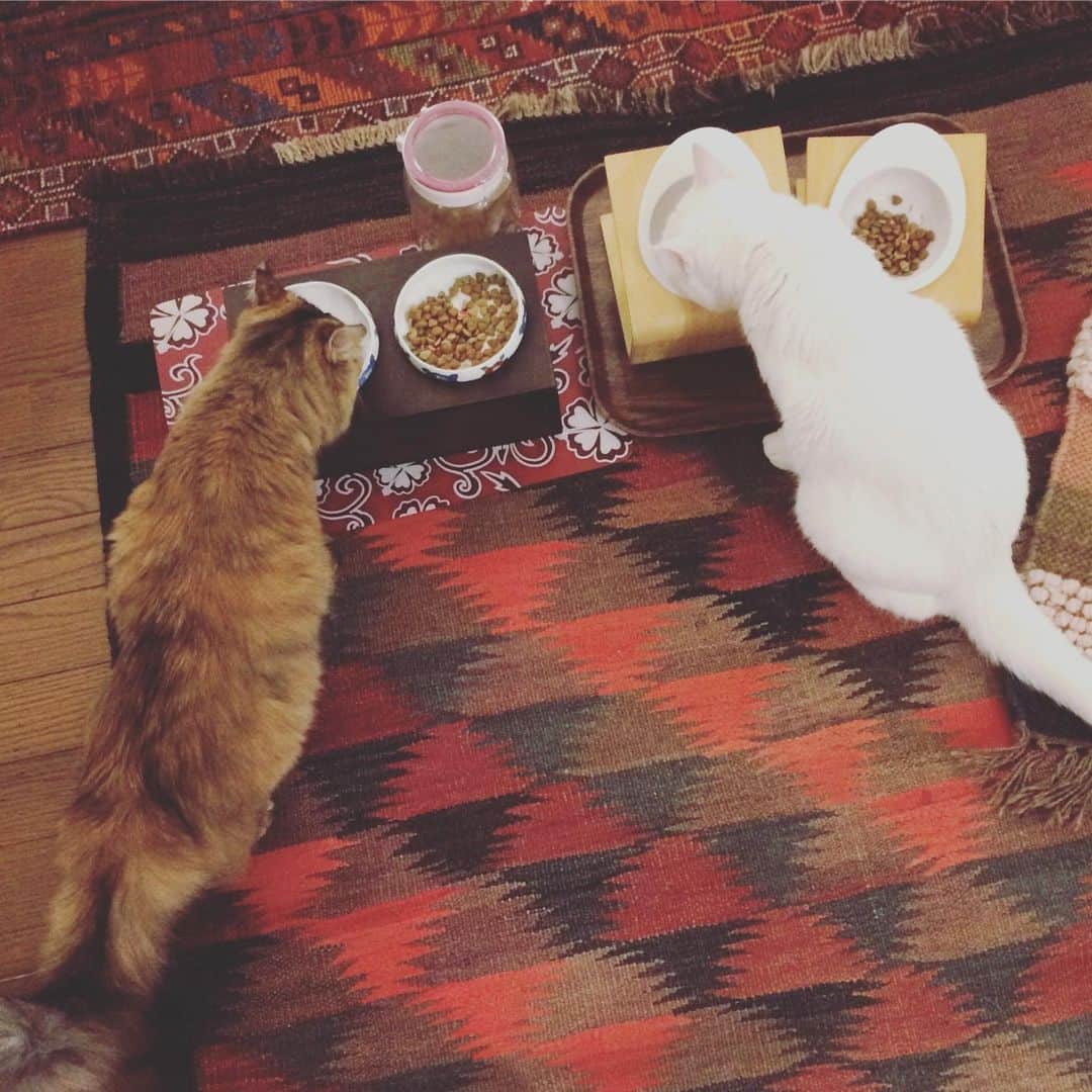 岡田屋鉄蔵のインスタグラム：「二匹共、食欲が戻って来ました。」