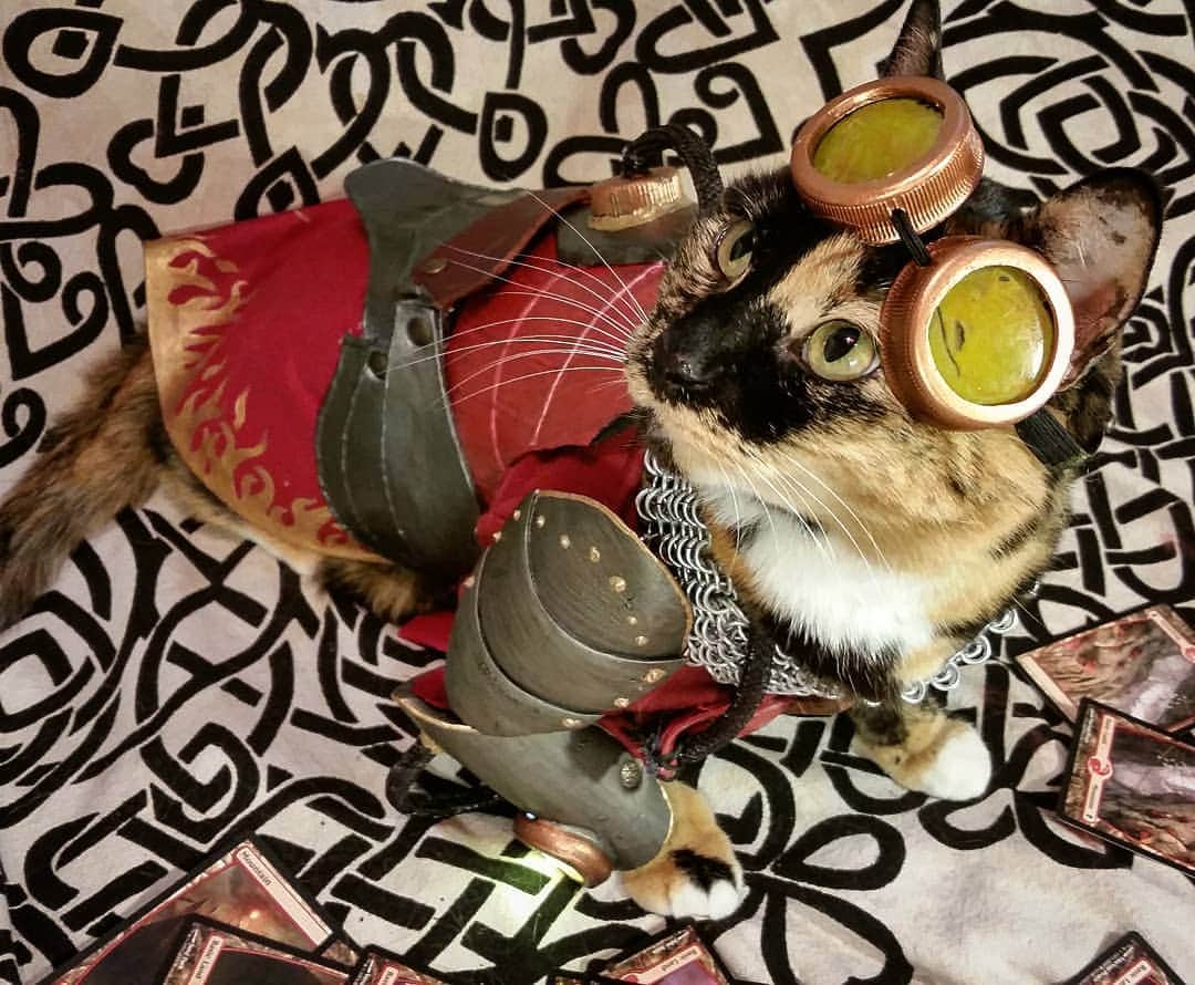 猫コスプレさんのインスタグラム写真 - (猫コスプレInstagram)「A Magic the Gathering series for Netflix?  All I want is a frustrated Chandra losing her temper moment as some blue mage or planeswalker keeps counterspelling everything.  #MagicTheGathering #mtg #ChandraNalaar . . . . . . . . .  #chandracosplay #mtgcosplay #mtgnetflix #planeswalker #redmage #catcostume #CatCosplay #cosplay #tcg #netflix #WizardsoftheCoast」6月3日 23時19分 - cat_cosplay