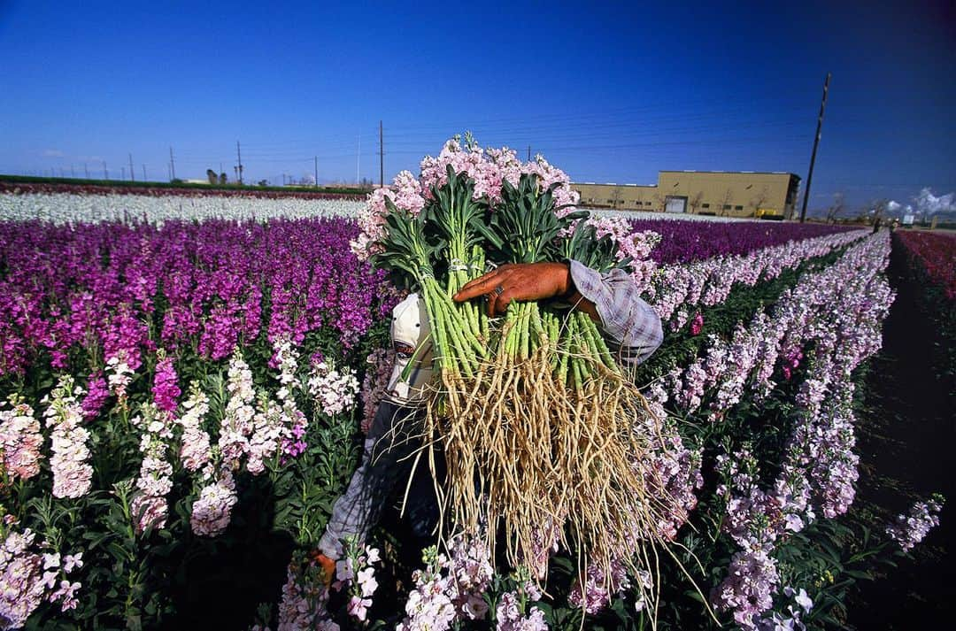 National Geographic Creativeさんのインスタグラム写真 - (National Geographic CreativeInstagram)「Photo by @gerdludwig | A field of flowers adds a touch of color to a billion dollar farm economy in the bone-dry Imperial Valley south of the Salton Sea in California.  The Imperial Valley's half million acres of fruits, vegetables and feedlots soak up more water than Los Angeles and Las Vegas combined. #ImperialValley #California #Agriculture」6月3日 23時14分 - natgeointhefield