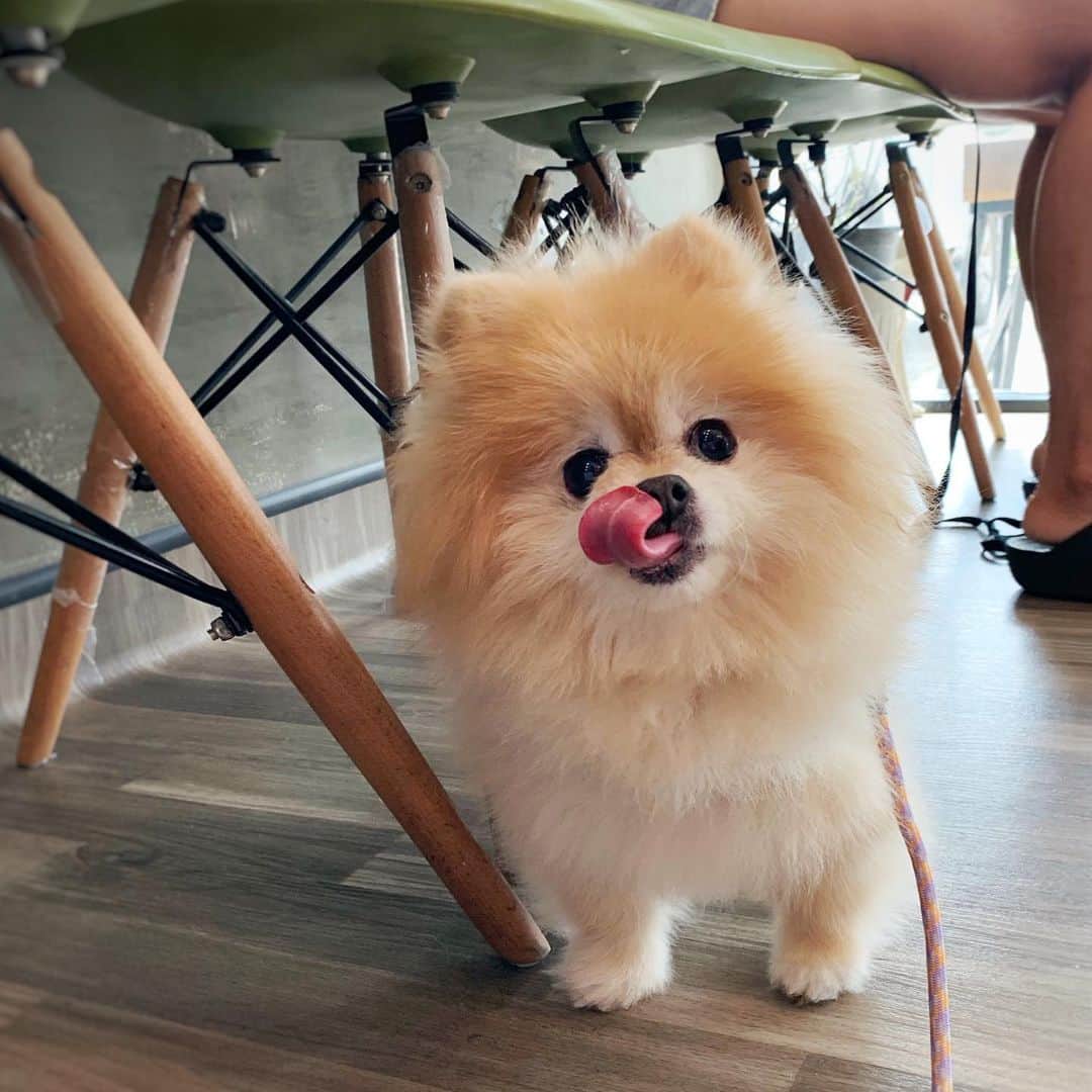Ella Chuffyのインスタグラム：「Me...when doctor said I need a haircut. 🙄 . . . . . . . . . #ellachuffy #pet #petstagram #pomeranianpage #pomeraniansofinstagram #teacuppoms #cutedogs #pomeranian_lovers #pomeranianlife #pomeranianworld #teddybeardog #pomeranian #puppylove #aplacetolovedogs #dogoftheday #justpomeranians #fluffypack #dogoftheday #anmlsposts #thedailypompom #picoftheday #iflmdog #犬 #狗 #everydaydoglover  #pomeranianww #justpomeranians #bridgetdoodlesdogs #pomeranian_moments」