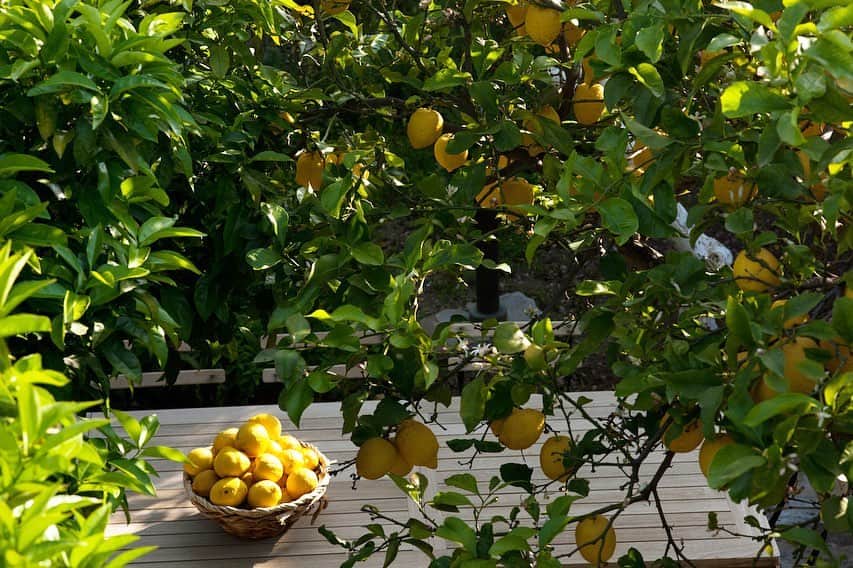 Vogue Parisさんのインスタグラム写真 - (Vogue ParisInstagram)「Picture the scene: 4 nights in a sun-drenched private villa with its own crystalline pool, dining outdoors in the shade of the orange and lemon trees. Head to #VogueLovers to win the perfect summer getaway on one of the most beautiful islands of Greece. #Greece #Summer」6月3日 23時32分 - voguefrance