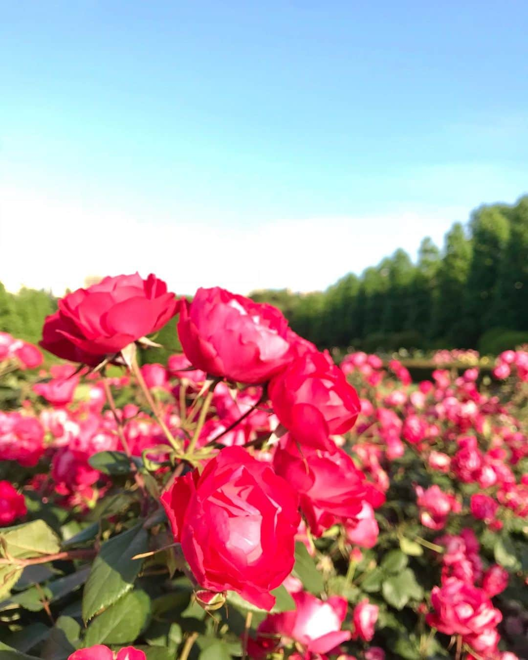 森山るりさんのインスタグラム写真 - (森山るりInstagram)「新宿御苑のバラ達🌹✨ 青空とのコントラストがとっても綺麗で、 色んな種類があるので見ていてすごく楽しかったです。 新宿御苑は簡単に行けるのに、 遠出した気分になって癒されます☺️」6月3日 23時34分 - ruri_moriyama_official