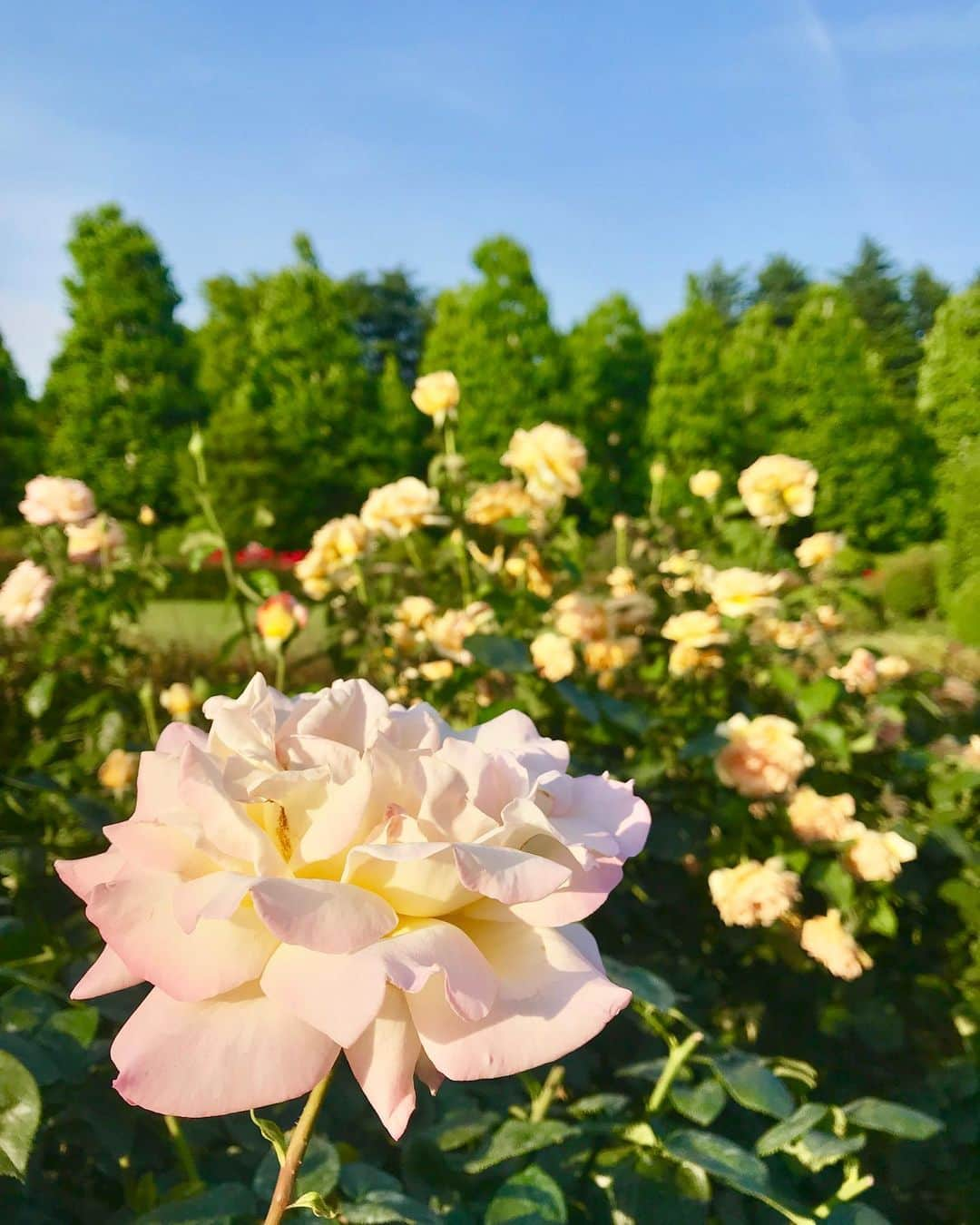 森山るりさんのインスタグラム写真 - (森山るりInstagram)「新宿御苑のバラ達🌹✨ 青空とのコントラストがとっても綺麗で、 色んな種類があるので見ていてすごく楽しかったです。 新宿御苑は簡単に行けるのに、 遠出した気分になって癒されます☺️」6月3日 23時34分 - ruri_moriyama_official