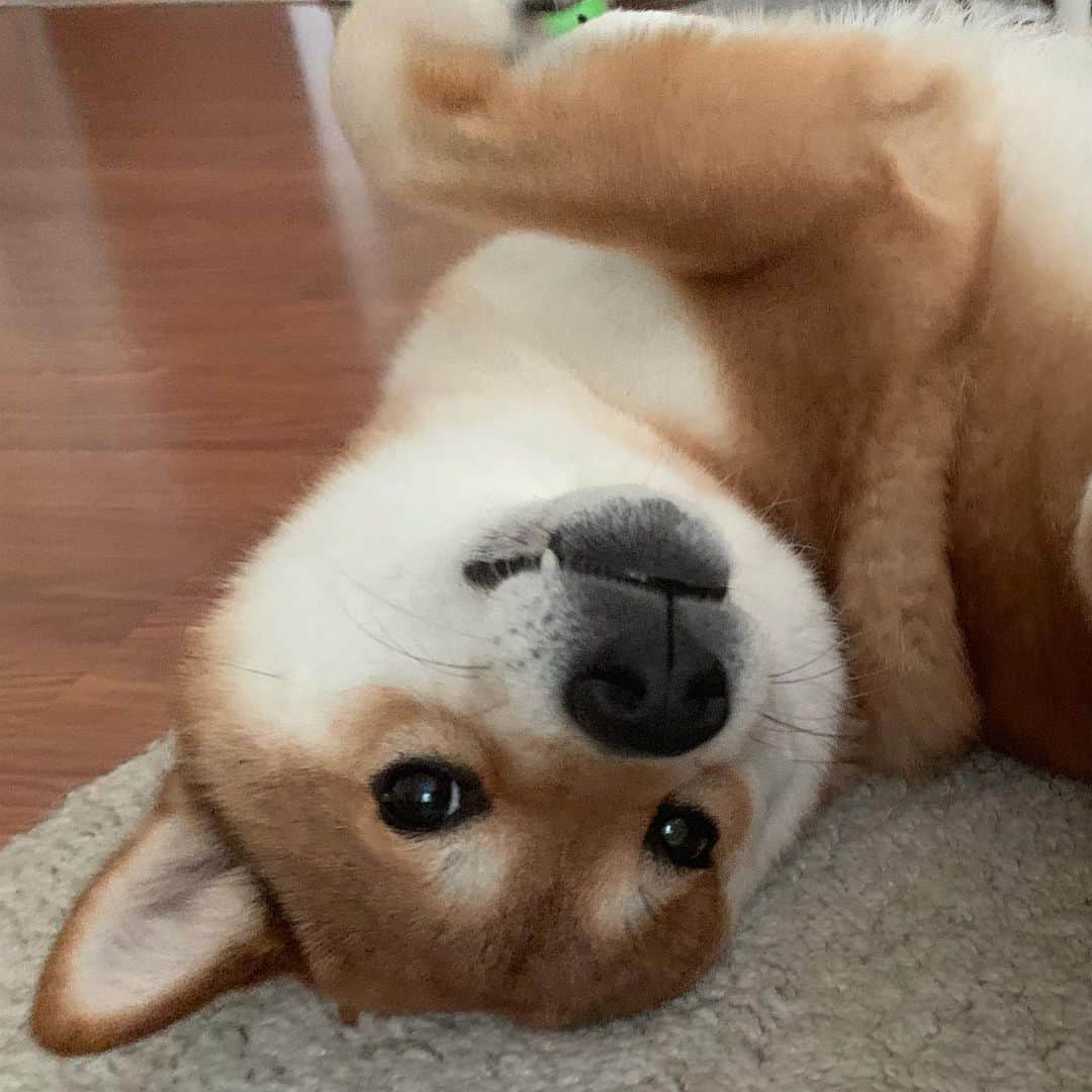 ?Fricko the Shiba Inu?のインスタグラム：「Upside down Henlo 😆🥳🐾 🐾 🐾 🐾 #Fricko #🐶 #☀️ #shiba #shibainu #dog #柴犬 #赤柴  #adorable #shibalovers #shibaholics  #dogoftheday  #weeklyfluff #aww #dogstagram  #dogscorner #puppiesofinstagram #shibapuppy」