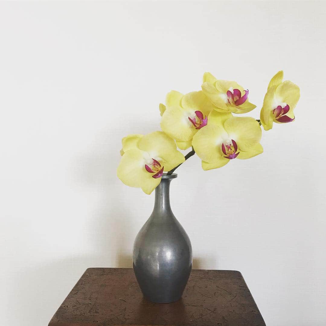 長谷川踏太のインスタグラム：「Phalaenopsis aphrodite #胡蝶蘭 #phalaenopsis」
