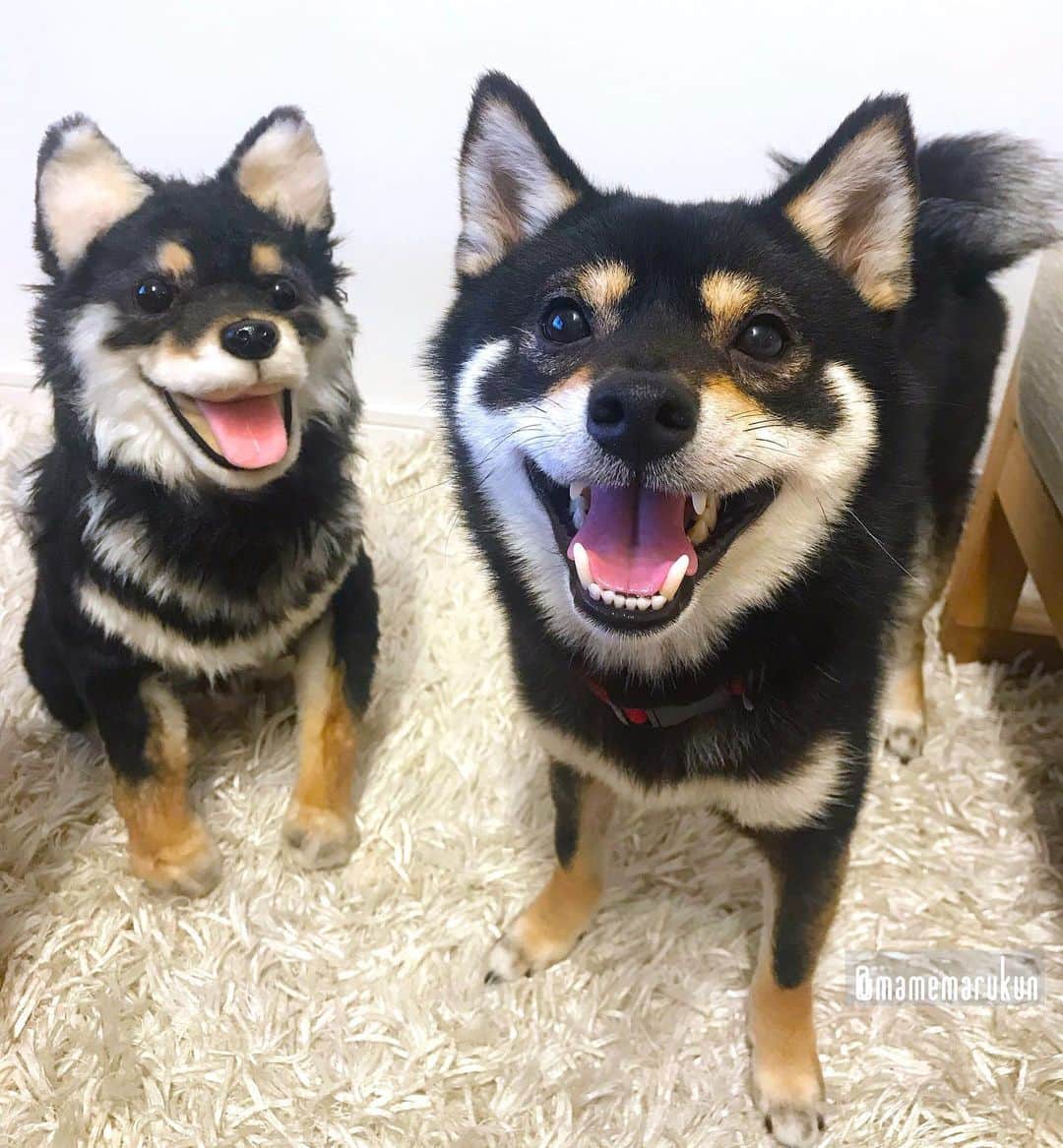 まめ丸のインスタグラム：「* * 双子くんにイタズラおしえてあげてたの🐶💓 --------------------------------- 今月のおくすりのお話ときのうのイタズラを ブログにかいたよ🐶📖 ストーリーかプロフィールからみてね🍀 * good  night🐶⭐️ #twins --------------------------------- I updated my blog🐶📖 The URL is in my profile. Please visit it if you have time❣️ * #2人だとイタズラの幅がひろがるね🐶💓 #へんなことおしえるなっておこられた #あんまり見えないけど新しい首輪お気に入り❣️ * #柴犬#豆柴#柴#黒柴#黒豆柴#犬#ふわもこ部#shiba#shibainu#shibastagram#shibadog#puppy#instadog#dogstagram#dog#mameshiba#instashiba#petstagram#pet#cute#cutedog#강아지#멍스타그램#doglover#worldofcutepets#まめ丸双子疑惑」