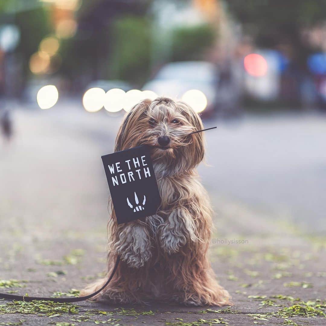 Holly Sissonのインスタグラム：「We the North! Rooting for our Toronto Raptors! Let’s go Raptors! #Toronto #Havanesedog #wethenorth #goraptors #torontoraptors ~ See more of Oliver, and Alice & Finnegan, on their pet account @pitterpatterfurryfeet ~ Canon 1D X MkII + 85 f1.4L IS @ f1.4 (See my bio for full camera equipment information plus info on how I process my images. 😊)」