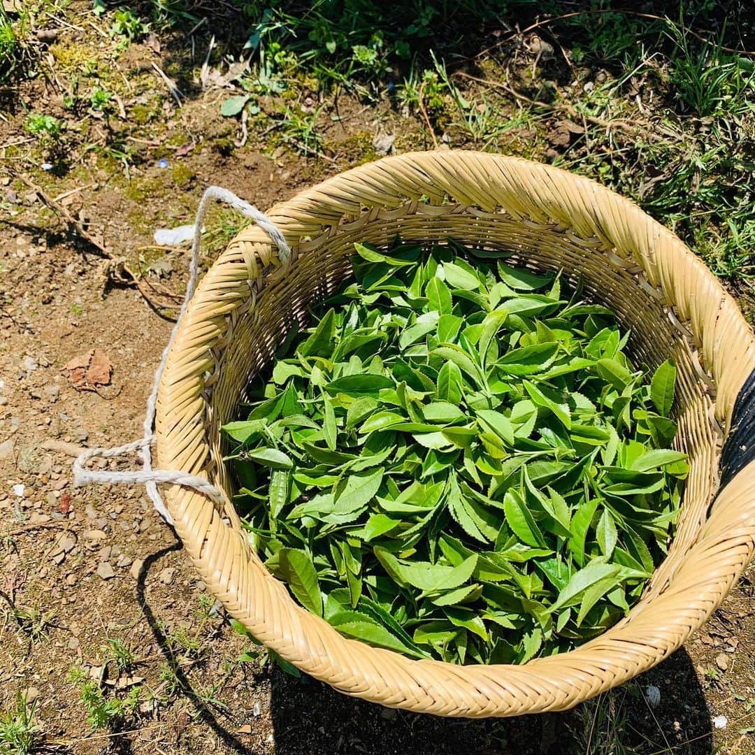 大隅智子さんのインスタグラム写真 - (大隅智子Instagram)「陸前高田市の気仙茶。 製茶工場がある場所としては最も北にあるから、北限の茶と言われています。 一番茶の摘み取りがありました。 寒冷地の誇り高い名茶です。 300年以上の歴史があります。#北限の茶を守る気仙茶の会 #気仙茶 #陸前高田 #岩手 #一番茶」6月4日 0時37分 - tomokotenki