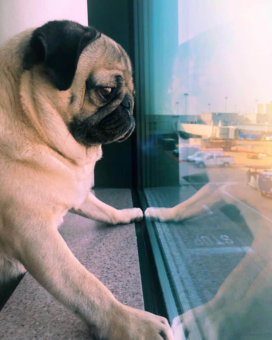 itsdougthepugさんのインスタグラム写真 - (itsdougthepugInstagram)「“‪When u see them throw ur suitcase onto the airplane and u pray for ur fragile items” -Doug」6月4日 0時42分 - itsdougthepug