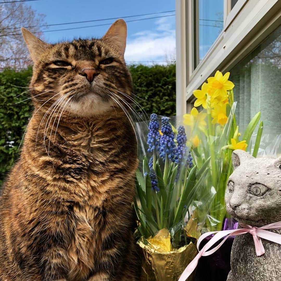 CatStockerのインスタグラム：「Hello! #catstocker is here!  Follow our FURRriend @piper_the_cat  Scroll right for more pictures 👉 . . . . .  #cat #neko #mačka #chat #kočka #котка #kot #кіт #mače #кошка #кот #katze #gato #gatto #kissa #kattunge #猫 #고양이 #貓 #kedi #köttur  #子猫 #חתול #кішка #gatinho #котенок #子猫 #gatito #kitten」