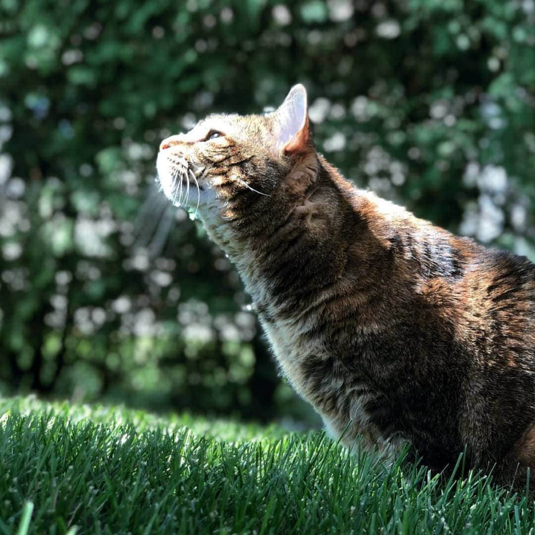 CatStockerさんのインスタグラム写真 - (CatStockerInstagram)「Hello! #catstocker is here!  Follow our FURRriend @piper_the_cat  Scroll right for more pictures 👉 . . . . .  #cat #neko #mačka #chat #kočka #котка #kot #кіт #mače #кошка #кот #katze #gato #gatto #kissa #kattunge #猫 #고양이 #貓 #kedi #köttur  #子猫 #חתול #кішка #gatinho #котенок #子猫 #gatito #kitten」6月4日 0時56分 - catstocker