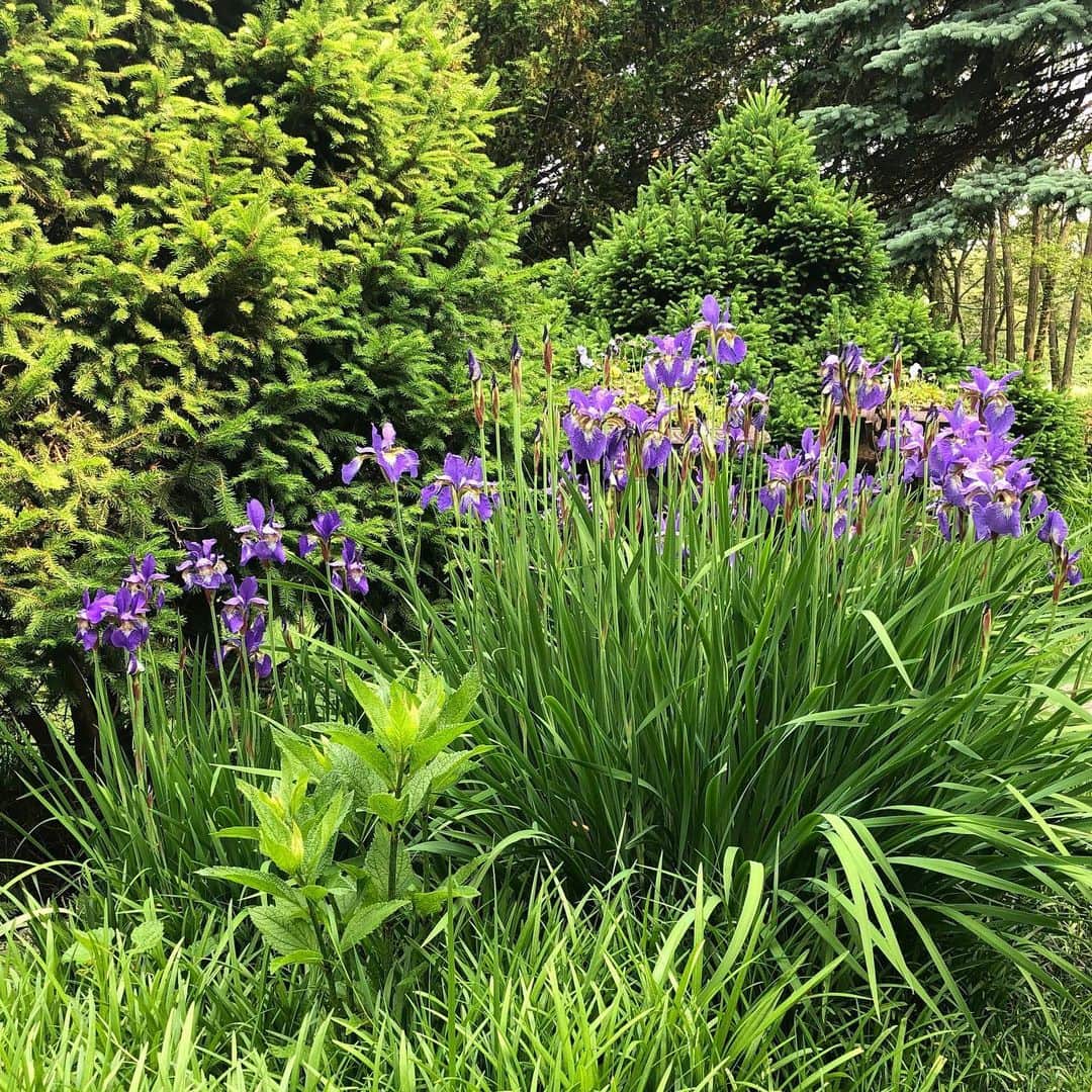 スーザン・ルッチさんのインスタグラム写真 - (スーザン・ルッチInstagram)「Home!  So happy to be home in time to see these deep purple iris (one of my favorites)— blooming in the garden!  Happy Monday!😊😊😊」6月4日 1時12分 - therealsusanlucci