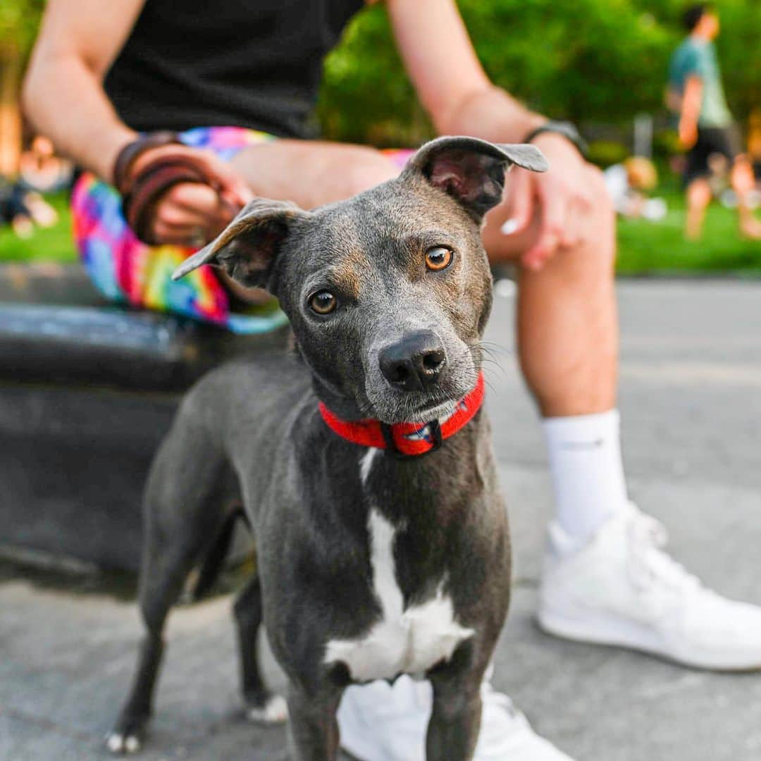 The Dogistさんのインスタグラム写真 - (The DogistInstagram)「Mako, Pit Bull/Chihuahua mix (2 y/o), Washington Square Park, New York, NY • “I never taught him how to sit. I like to think I do things differently.” @mas_mako_」6月4日 1時26分 - thedogist