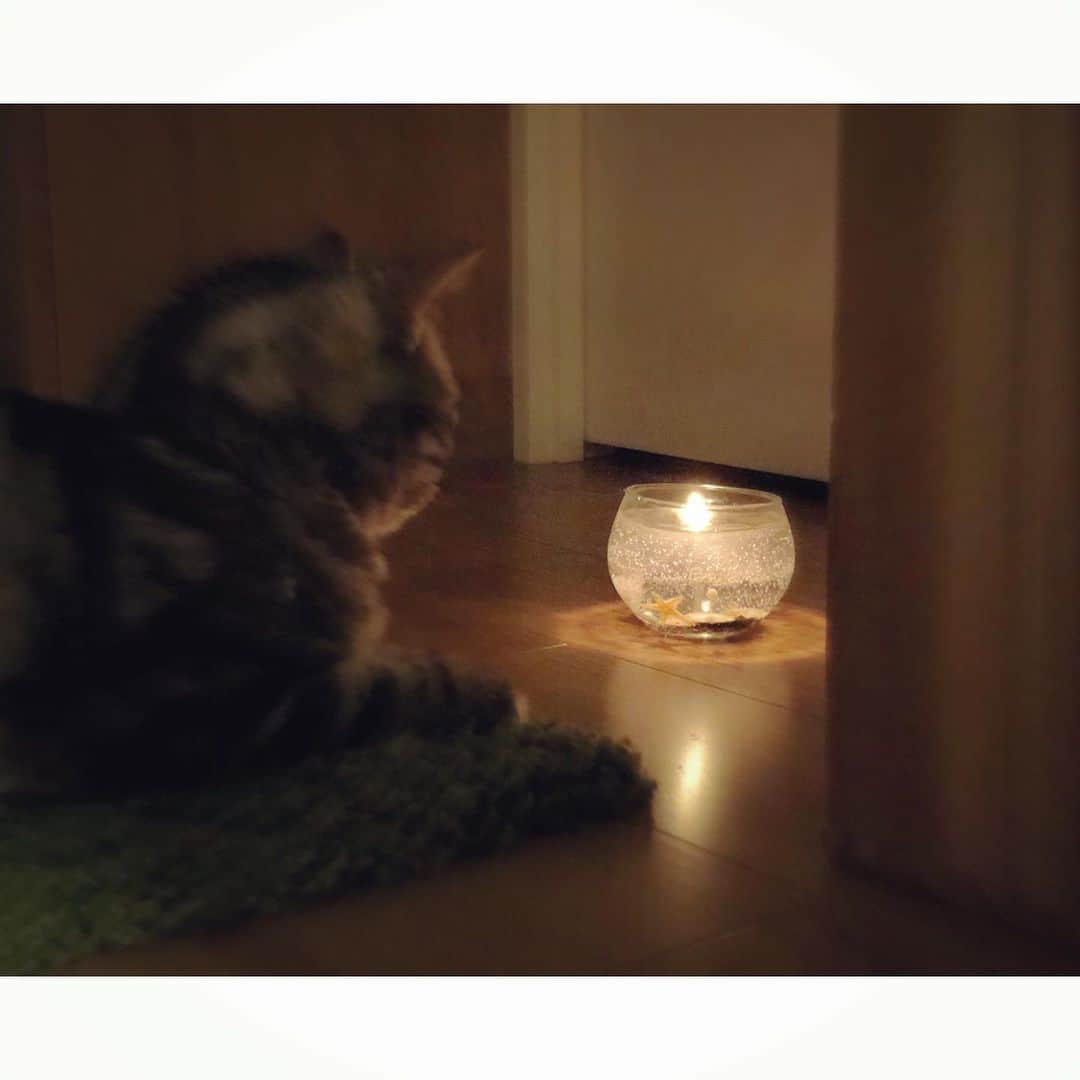 Re.ewalu(ﾚｳﾞｧﾙ)~Life of akari~さんのインスタグラム写真 - (Re.ewalu(ﾚｳﾞｧﾙ)~Life of akari~Instagram)「✴︎✴︎✴︎✴︎✴︎ Candle Night Cat ・ ・ ・ SEA gel candle灯してたら ヒトデの影が可愛くて れんちゃんに見せてあげたら 気に入ったらしく そのままそこで一人で鑑賞が始まった⸝⸝⸝⸝◟̆◞̆♡ ・ ・ ・ 最後の1枚は今日りかぽん @raposa.tomori_ca  から送られてきた写真 筒香 = わたし になってるそうです そりゃ嬉しい....♡ りかぽんそろそろCandle作ってねw ・ ・ ・ ✄---------------------- 【information】------------------------✄ ▫︎ ▫︎ 〔Contact〕オーダー制作・レッスン・お仕事依頼 お気軽にご連絡ください♔ 𖤘LINE🆔→ re.ewalu 𖤘Instagram DM 𖤘Address→ re.ewalu@gmail.com ▫︎ ▫︎ 〔Candle Lesson〕 🚩5月6月Lessonご予約可能です🚩 ご予約&お問い合わせ🔝HP→contactかDM・Mail・LINEより◡̈* ▫︎ ▫︎ 〔Workshop〕JCA講師 in 横浜MONOTORY 6月Class→14・15・25・29 ▫︎ ▫︎ 〔Event〕 7/20.21 Handmade in Japan Fès 2019 (物販&WS) ▫︎ ▫︎ 〔委託販売先〕 𖤘Le Lien : 大阪Esthetic salon ✄--------------------------------------------------------------✄ #candle #ドライフラワー #アンティーク雑貨 #オトナ女子 #おしゃれ雑貨 #ボタニカルライフ #蜡烛 #女子力高い #プレ花嫁 #シンプル雑貨 #誕プレ #キャンドルのある暮らし #香りのある暮らし #キャンドル教室 #習い事 #キャンドル  #大人可愛い #ナチュラルな暮らし#アートのある暮らし #花のある暮らし #川崎キャンドル教室 #ワークショップ #手仕事のある暮らし #캔들 #カラフル #ボタニカルキャンドル #JCAキャンスタ #猫と暮らす #ねこすたぐらむ #海を感じる雑貨」6月4日 1時40分 - re.ewalu_candle