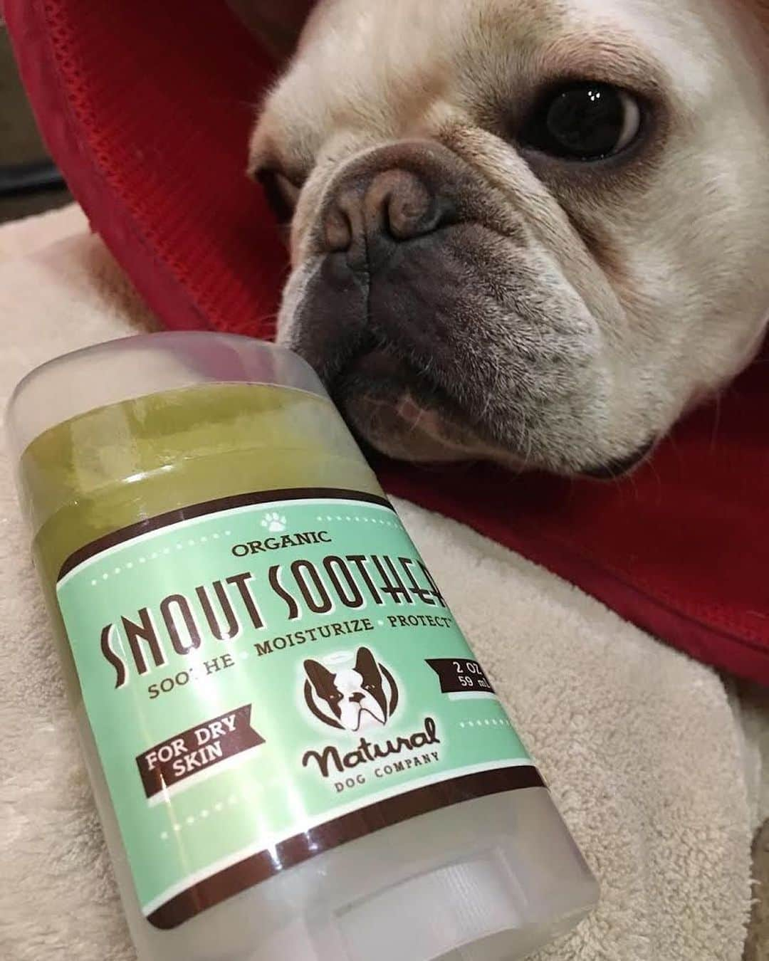 Regeneratti&Oliveira Kennelさんのインスタグラム写真 - (Regeneratti&Oliveira KennelInstagram)「Some pups need more help than others to keep their nose healthy and moisturized. Coconut oil is a great ingredient, but it is a very light moisturizer and just doesn’t have the same healing power as #SnoutSoother. Made from only 100% natural & potent healing ingredients, Snout Soother comes recommended by Vets and customers all over the world! . ⭐⭐⭐⭐ Save 20% off your entire order with code JMARCOZ at NaturalDog.com | @naturaldogcompany | worldwide shipping | ad 📷: @umaohana . . . . . . #frenchie #frenchieoftheday #französischebulldogge #franskbulldog #frenchbull #fransebulldog #frenchbulldog #frenchiepuppy #dog #dogsofinstagram #petstagram #bully #bulldog #bulldogfrances #フレンチブルドッグ #フレンチブルドッグ #フレブル #ワンコ  #frenchiesgram #frenchbulldogsofinstagram #ilovemyfrenchie #batpig #buhi #squishyfacecrewbulldog」6月4日 1時44分 - jmarcoz