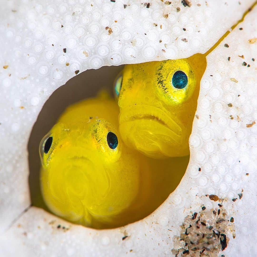 Discoveryさんのインスタグラム写真 - (DiscoveryInstagram)「"Don’t they look like a pair of grumpy neighbors peering through their curtains? Pygmy lemon gobies are small enough to create a home inside of the old shell of a sea urchin. The different objects found on the seabed, like this old shell, offer both protection and a solid surface that the gobies can lay their eggs on.” 📸 + caption by Alex Mustard (@alexmustard1) . . . . #photography #photooftheday #explore #naturephotography #nature #potd #travelIG #fish #gobies #sea #seabed #mondaymotivation」6月4日 1時45分 - discovery