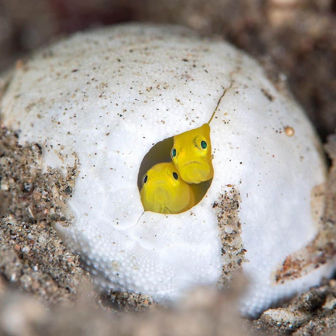 Discoveryさんのインスタグラム写真 - (DiscoveryInstagram)「"Don’t they look like a pair of grumpy neighbors peering through their curtains? Pygmy lemon gobies are small enough to create a home inside of the old shell of a sea urchin. The different objects found on the seabed, like this old shell, offer both protection and a solid surface that the gobies can lay their eggs on.” 📸 + caption by Alex Mustard (@alexmustard1) . . . . #photography #photooftheday #explore #naturephotography #nature #potd #travelIG #fish #gobies #sea #seabed #mondaymotivation」6月4日 1時45分 - discovery