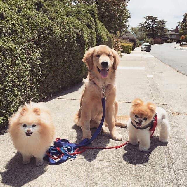 Buddy Boo Blueさんのインスタグラム写真 - (Buddy Boo BlueInstagram)「Happy Monday! This was the first time that I attempted to walk all 3 dogs together, and I got about 3.5 houses down and had to turn around and come home unless I wanted to risk Bluebeary ripping my arm out of its socket or the little ones getting trampled on. I am happy to say he has improved since then.」6月4日 2時17分 - buddyboowaggytails