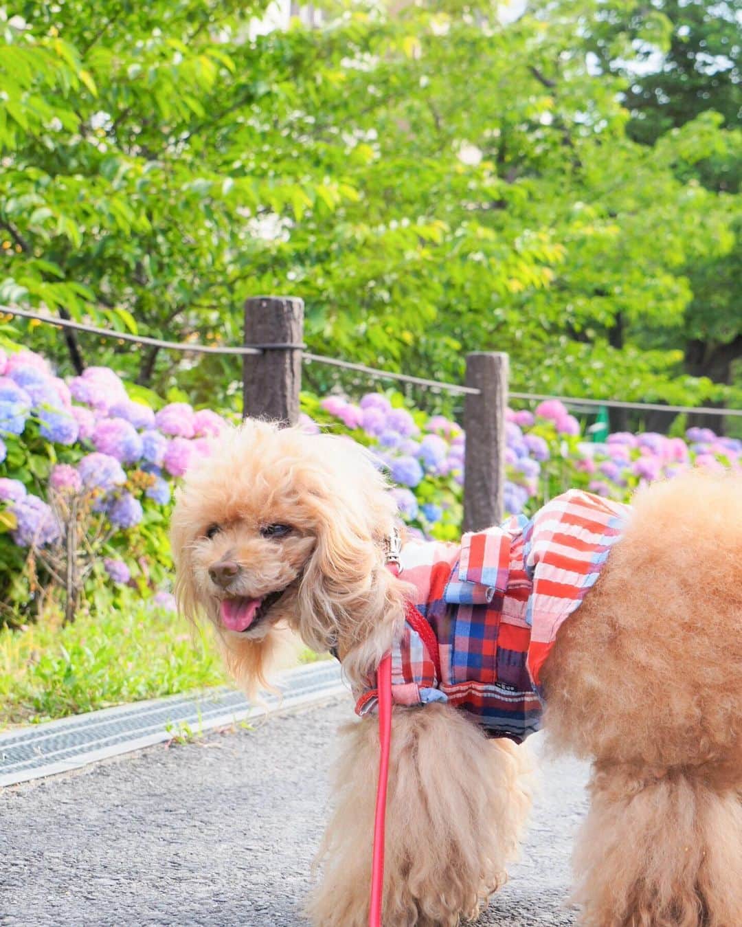 Toypoodle Mikuru?Asakusa Tokyoのインスタグラム：「20190604 Tuesday. Good morning! Friends 🥰 リハビリお散歩😄 公園はアジサイ真っ盛りですよ✨ . 頑張れ！みくるの元気💪🏻 . 沢山の応援Messageありがとうございます😭 みくる共々もただただ感謝するばかりです🙏🏻 泣きごといってる時間はありませんからね💪🏻 . #アジサイ通り #気合の入った猫 #ボサボサみくるん」