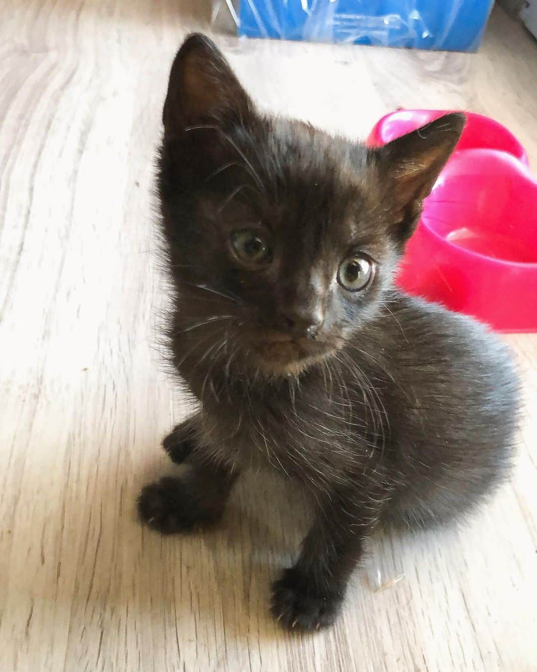 エドゥルネさんのインスタグラム写真 - (エドゥルネInstagram)「Pues este pequeñín tan precioso estaba solito en la calle... Bienvenido a la familia #Uno!!😻💞😻 #AmorGatuno 🐾🐾」6月4日 2時56分 - edurnity