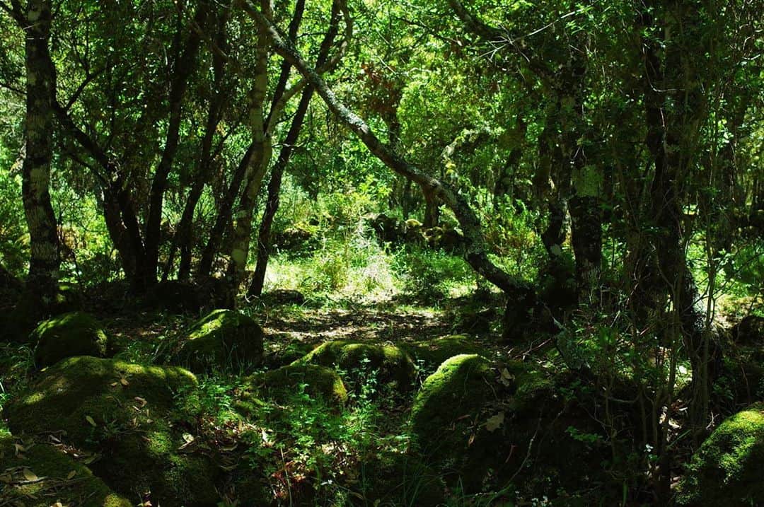 イモトアヤコさんのインスタグラム写真 - (イモトアヤコInstagram)「・ #好きな森 #ヒイヒイする森 #キャンプしたい森」6月4日 3時00分 - imotodesse