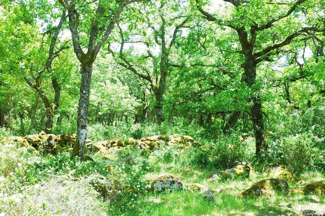 イモトアヤコさんのインスタグラム写真 - (イモトアヤコInstagram)「・ #好きな森 #ヒイヒイする森 #キャンプしたい森」6月4日 3時00分 - imotodesse