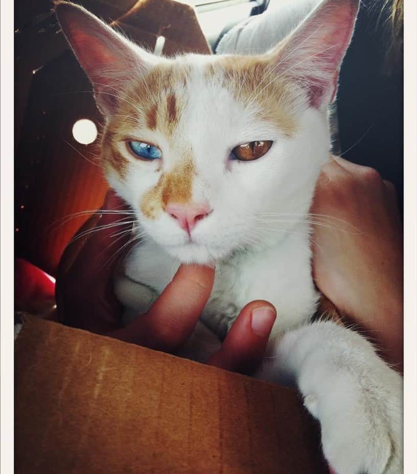 Richard Kittyさんのインスタグラム写真 - (Richard KittyInstagram)「Today is Richard’s Adopt-A-Versary!!!!! 7 years ago today, this photo was taken. 2012. I adopted him from the Downey public shelter at an adoption fair in Irvine thanks to a flier at Starbucks (“I’ll just look around” I thought). Richard was almost 2 years old and his previous owners had surrendered him along with a female cat, who had already been adopted by the time I arrived. He was all curled up in his cage alone when I walked by. He slowly looked up and his eyes stunned me, I’d never met an odd-eyed cat before.  They let me hold him, and he was so scared from all the barking and fair noise that he burrowed his head into my arms for safety. I asked the volunteer if I could come back the next week, since I needed time to consider whether I really wanted to adopt a cat. “The animals don’t last that long here if we don’t find homes for them...” she warned me. Well, at that point, I couldn’t let him go! I paid a $10 adoption fee and here we are, 7 years later. ❤️」6月4日 3時02分 - richard_kitty