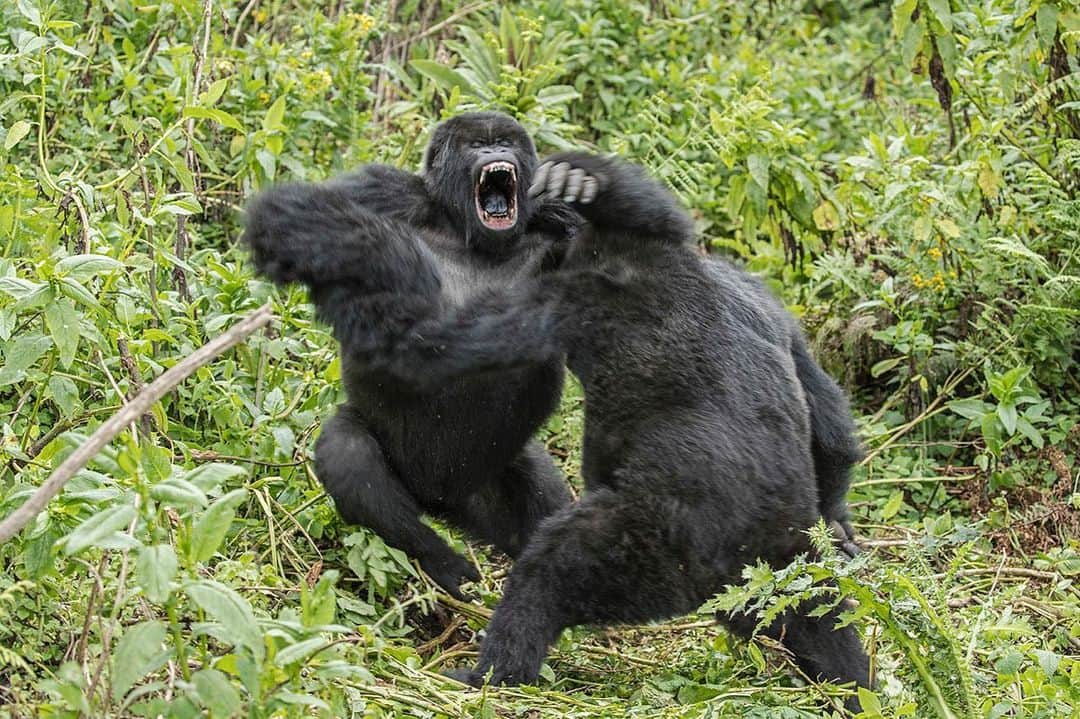 National Geographic Creativeのインスタグラム