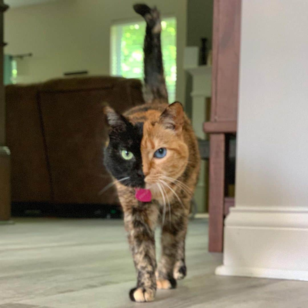 Venus Cat さんのインスタグラム写真 - (Venus Cat Instagram)「Walking into Monday like .... #ready #bringiton #letsgo」6月4日 3時49分 - venustwofacecat